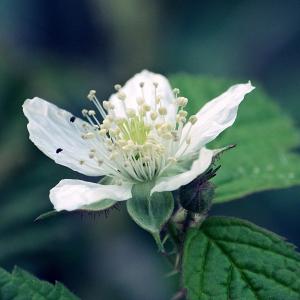 Photographie n°677147 du taxon Rubus caesius L. [1753]