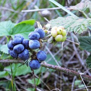 Photographie n°677148 du taxon Rubus caesius L. [1753]