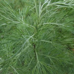 Artemisia abrotanum L. (Aurone)