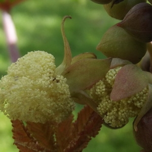 Photographie n°677213 du taxon Ricinus communis L. [1753]