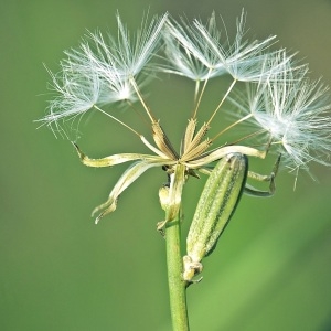  - Chondrilla juncea L. [1753]