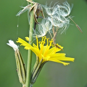 Photographie n°677226 du taxon Chondrilla juncea L. [1753]