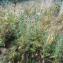  Alain Bigou - Cirsium vulgare subsp. vulgare