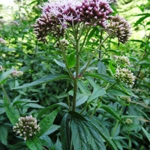 Photographie n°677351 du taxon Eupatorium cannabinum subsp. cannabinum