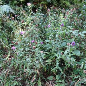 Centaurea pectinata L. subsp. pectinata (Centaurée en peigne)