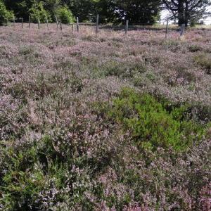 Photographie n°677373 du taxon Calluna vulgaris (L.) Hull