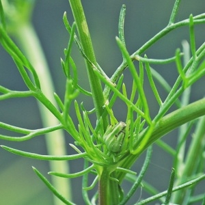 Photographie n°677474 du taxon Tripleurospermum inodorum (L.) Sch.Bip. [1844]