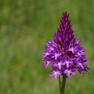 Photographie n°677520 du taxon Anacamptis pyramidalis (L.) Rich.