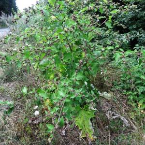 Photographie n°677577 du taxon Arctium lappa L. [1753]