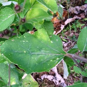 Photographie n°677579 du taxon Arctium lappa L. [1753]