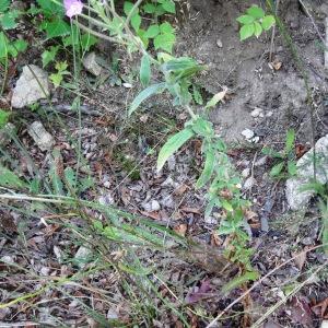 Photographie n°677591 du taxon Epilobium hirsutum L.