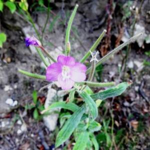 Photographie n°677593 du taxon Epilobium hirsutum L.