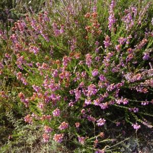 Photographie n°677601 du taxon Erica cinerea L. [1753]