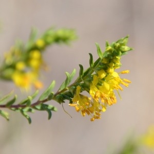 Photographie n°677618 du taxon Odontites luteus (L.) Clairv. [1811]