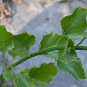 Photographie n°677750 du taxon Campanula pyramidalis L. [1753]