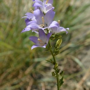 Photographie n°677753 du taxon Campanula pyramidalis L. [1753]