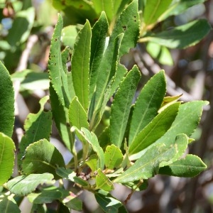 Photographie n°677758 du taxon Arbutus unedo L. [1753]