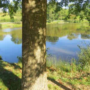 Photographie n°677793 du taxon Quercus palustris Münchh. [1770]