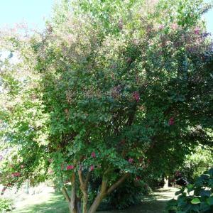 Photographie n°677794 du taxon Lagerstroemia indica L. [1759]