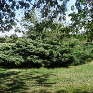 Photographie n°677801 du taxon Juniperus horizontalis Moench
