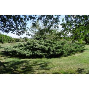 Juniperus horizontalis Moench