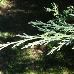  - Juniperus horizontalis Moench
