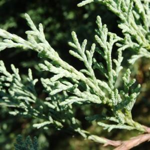  - Juniperus horizontalis Moench