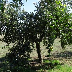 Photographie n°677811 du taxon Malus domestica Borkh. [1803]