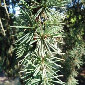 Photographie n°677890 du taxon Cedrus atlantica (Manetti ex Endl.) Carrière [1855]