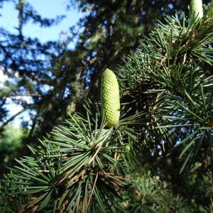 Photographie n°677891 du taxon Cedrus atlantica (Manetti ex Endl.) Carrière [1855]