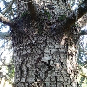 Photographie n°677892 du taxon Cedrus atlantica (Manetti ex Endl.) Carrière [1855]