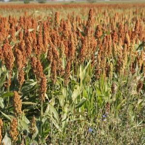 Photographie n°677921 du taxon Sorghum bicolor (L.) Moench