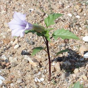 Photographie n°677925 du taxon Datura stramonium f. tatula (L.) B.Boivin [1966]