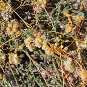 Photographie n°677927 du taxon Cuscuta campestris Yunck.