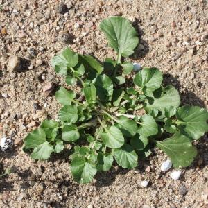 Photographie n°677936 du taxon Nasturtium officinale R.Br.