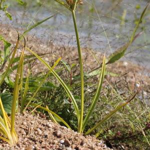 Photographie n°677938 du taxon Cyperus esculentus var. leptostachyus Böck.