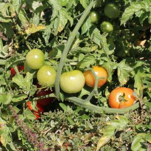 Photographie n°677948 du taxon Solanum lycopersicum L.