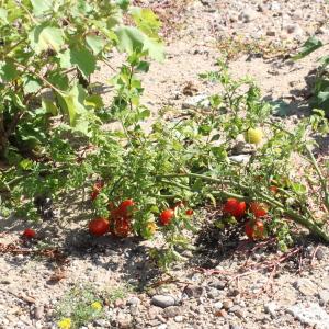 Photographie n°677950 du taxon Solanum lycopersicum L.