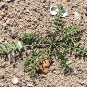 Photographie n°677958 du taxon Rorippa sylvestris (L.) Besser [1821]