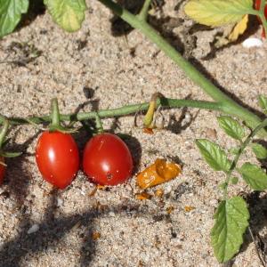  - Solanum lycopersicum L.