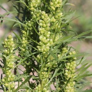 Photographie n°677970 du taxon Artemisia biennis Willd.