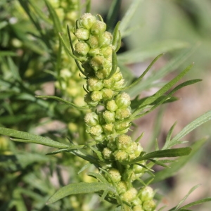 Photographie n°677971 du taxon Artemisia biennis Willd.