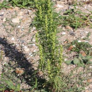 Photographie n°677972 du taxon Artemisia biennis Willd. [1794]