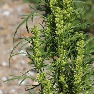 Photographie n°677973 du taxon Artemisia biennis Willd.