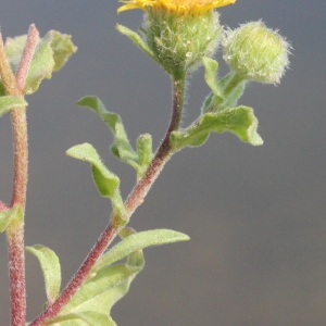 Photographie n°677981 du taxon Pulicaria vulgaris Gaertn. [1791]