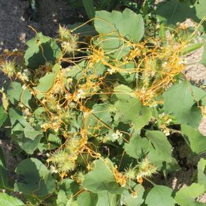 Photographie n°677986 du taxon Cuscuta campestris Yunck.