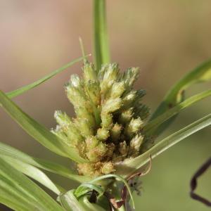 Photographie n°677990 du taxon Scirpus michelianus L. [1753]