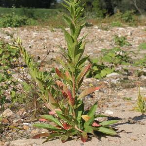 Photographie n°677991 du taxon Oenothera suaveolens Desf. ex Pers. [1805]