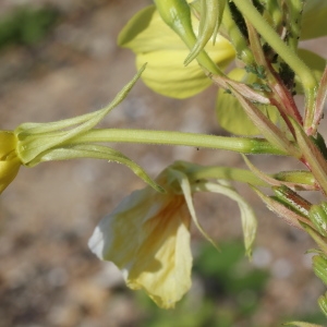 Photographie n°677994 du taxon Oenothera suaveolens Desf. ex Pers. [1805]