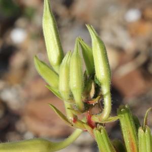  - Oenothera suaveolens Desf. ex Pers. [1805]